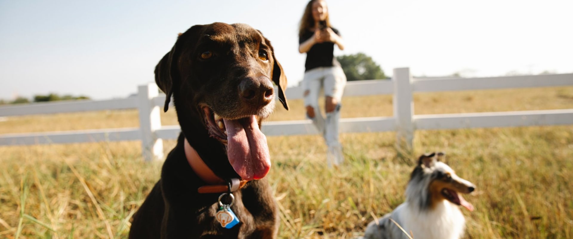 The Ultimate Guide to Bringing Your Pets to Festivals in Fulton County, GA
